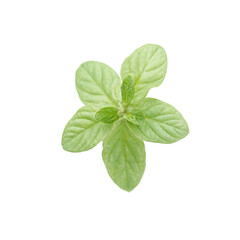 Fototapeta premium Isolated soft and round tiny marjoram leaf cluster on white background