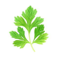 Naklejka premium Isolated vibrant green cilantro leaf with feathery edges on a white background