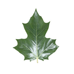 Fototapeta premium Isolated dark green holly leaf with sharp points perfect for holiday or winter themed designs
