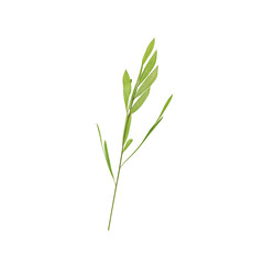 Obraz premium Isolated bright green slender willow leaf on white background