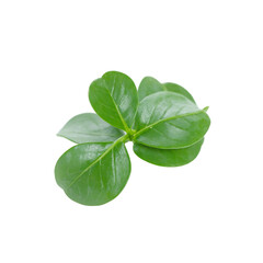 Obraz premium Isolated dark green waxy boxwood leaf small and rounded