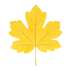 Obraz premium Isolated yellow poplar leaf with five lobes vibrant and detailed