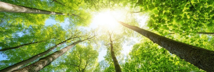 Obraz premium Sunlit Forest Canopy Natures Embrace.