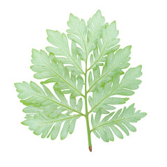 Naklejka premium Isolated Acacia leaf with delicate feather like leaflets for designs seeking nature inspired elegance