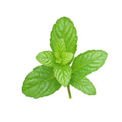 Isolated vibrant green mint leaf with textured detail
