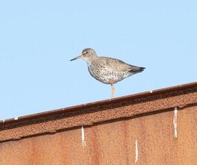 The common redshank bird standing on a house