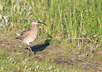 The common whimbrel bird in the nature