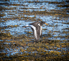Common pied bird in the nature