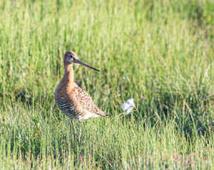 The common snipe bird in the nature
