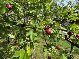 Crataegus monogyna red fruits on branch in spring. Selective focus. May, mayblossom, maythorn, quickthorn, whitethorn, motherdie, haw hawthorn, one-seed hawthorn, or single-seeded hawthorn. 