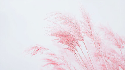 Fototapeta premium A field of pink grass with a white background