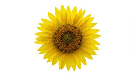 Obraz premium Close-up of a Sunflower Head Against White Background