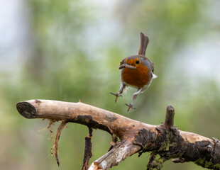 Robin on a branch with mealworm in beak