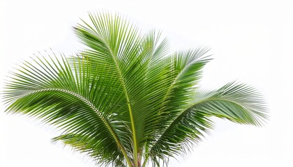 palm tree part isolated on white background vibrant green fronds of coconut tree natural palm leaves of exotic evergreen cycad plant lush foliage tropical