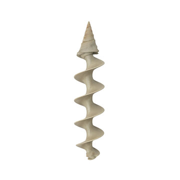 "Auger Shell"-Bilder: Stock-Fotos & -Videos. | Adobe Stock