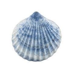 Isolated polished blue mussel shell on white background