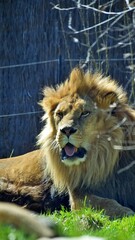 Fototapeta premium King of the Savane