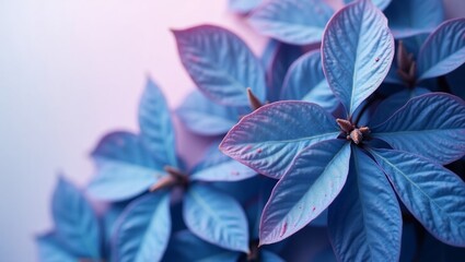 Obraz premium Closeup of Vibrant Blue Leaves