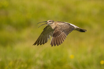 Whimbrel (Numenius phaeopus). Whimbrel flies low over a sunlit summer meadow with wings up and bill...
