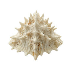 Obraz premium Isolated spiky murex shell with dramatic ridges a unique and striking natural specimen for your design projects