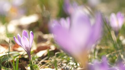 Sunlit Crocuses on Spring Meadow.