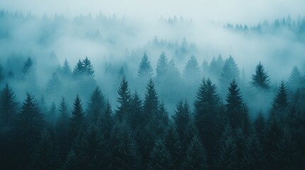 Fototapeta premium Mystical evergreen forest landscape shrouded in dense fog and ethereal atmosphere