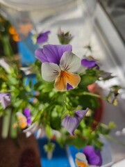 Flor violeta o viola