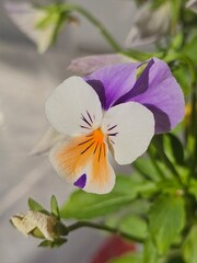 Flor violeta o viola