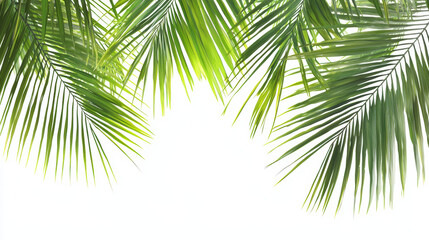 Vibrant green palm fronds cascade from above, creating a lush, tropical border against a clean white backdrop, evoking a sense of serene island escape in summer.