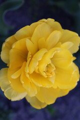 yellow tulip in the garden