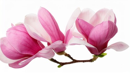 Naklejka premium tender pink magnolia flowers isolated on transparent background
