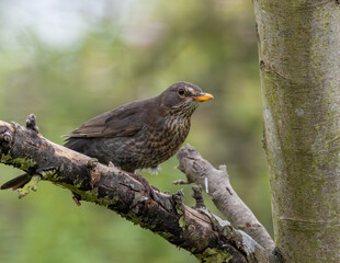 Female blackbird on a perch.