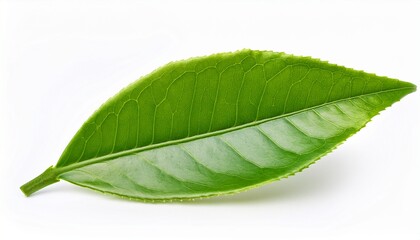 Fototapeta premium fresh green tea leaf isolated on white background