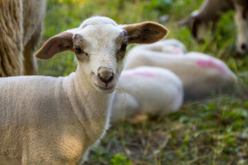 Small White Lamb with Brown Ears