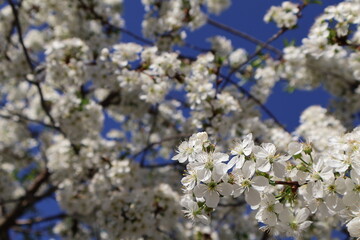 cherry blossom in spring