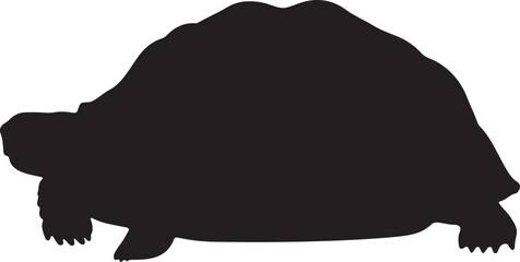 African Spurred Tortoise Silhouette Crawling