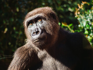 Gorilla curiously staring upwards in the forrest