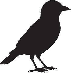 Bobolink Silhouette Singing on Grass