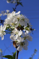 the bee pollinates the flowers cherry