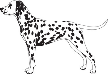 Dalmatian vector silhouette on white background