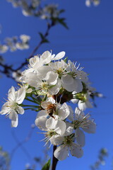 apple tree blossoms