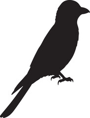 Drongo vector silhouette on white background