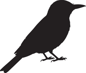 Flycatcher vector silhouette on white background