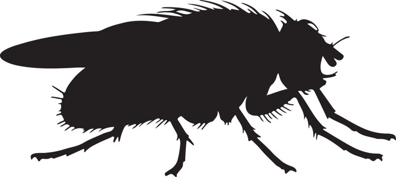 Fruit Fly Vector Silhouette