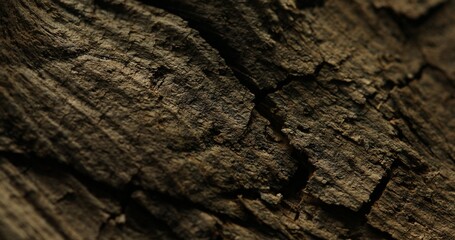 Close-up of dry tree bark with deep cracks and natural texture