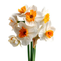 Fototapeta premium Spring blooming daffodils, flower (Narcissus) isolated on white --v 7.0