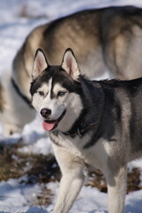 siberian husky on the snow