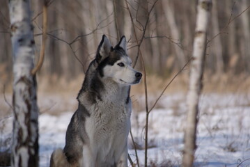 siberian husky on the snow