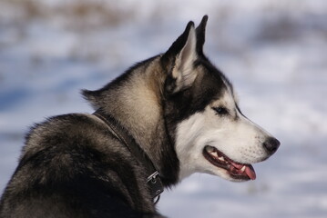 alaskan malamute dog