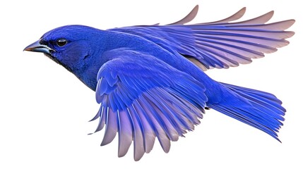 Fototapeta premium Vibrant Blue Bird in Flight Against a White Background